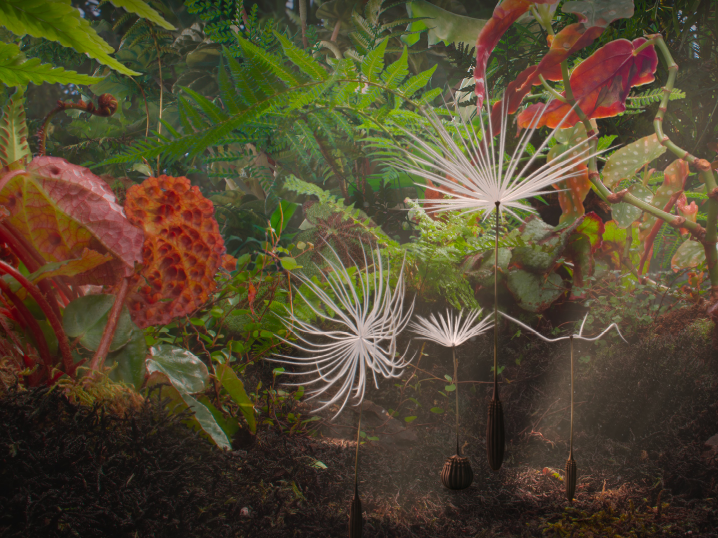 The four achenes in the wild world